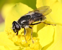 Cheilosia caerulescens
