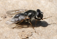 Cheilosia caerulescens