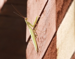Mantis religiosa