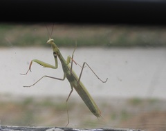 Mantis religiosa