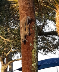 Sciurus carolinensis
