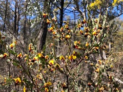 Bossiaea rhombifolia