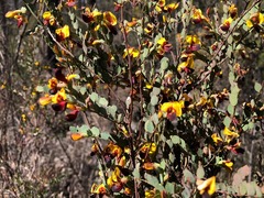 Bossiaea rhombifolia