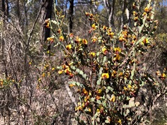 Bossiaea rhombifolia