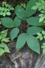 Staphylea trifolia