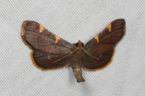 Yellow-fringed Dolichomia Moth photo 5