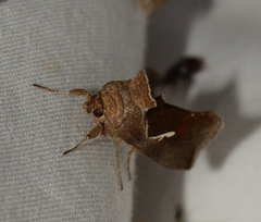 Anagrapha