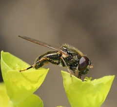 Cheilosia pagana