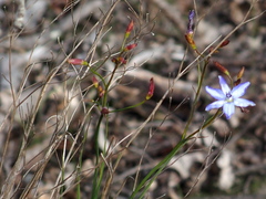 Agrostocrinum hirsutum