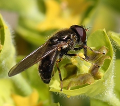 Cheilosia pagana