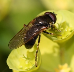 Cheilosia pagana
