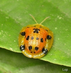 Laccoptera vigintisexnotata