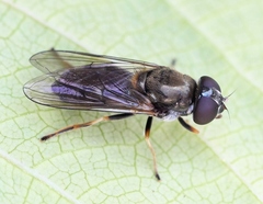 Cheilosia scutellata