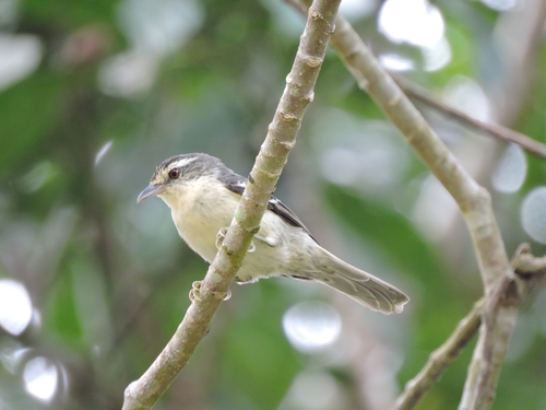 Double-banded Graytail