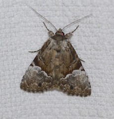 Alophosoma emmelopis