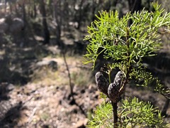 Petrophile canescens