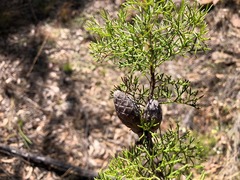 Petrophile canescens