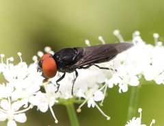 Chrysogaster solstitialis