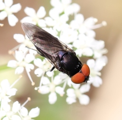 Chrysogaster solstitialis