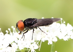 Chrysogaster solstitialis