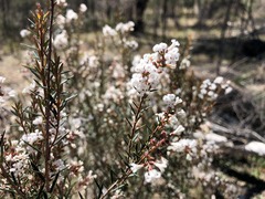 Acrothamnus melaleucoides