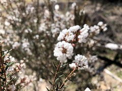 Acrothamnus melaleucoides
