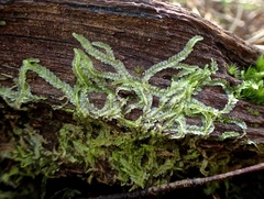 Lophocolea semiteres