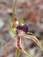 Caladenia dilatata