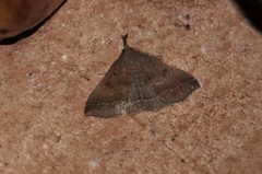 Pechipogo plumigeralis