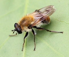 Criorhina floccosa