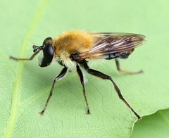 Criorhina floccosa