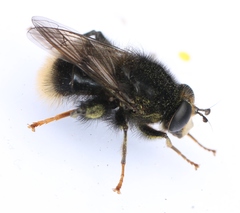 Criorhina ranunculi