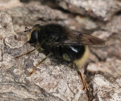 Criorhina ranunculi
