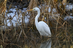 Ardea alba