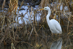 Ardea alba