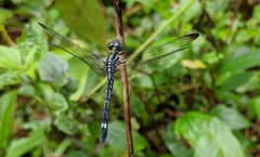 Hylaeothemis apicalis