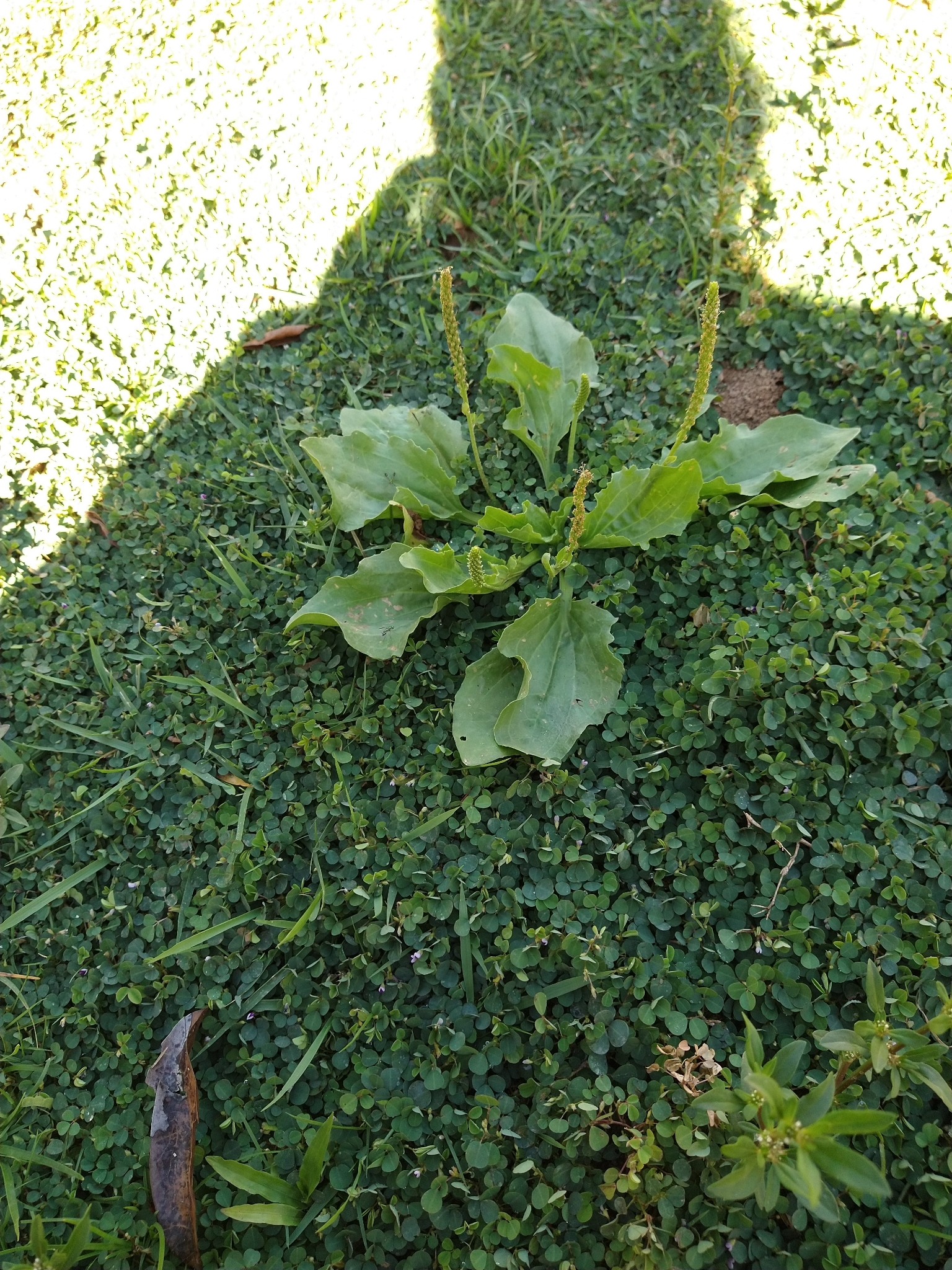 Plantago major