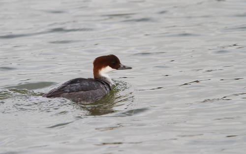 Smew
