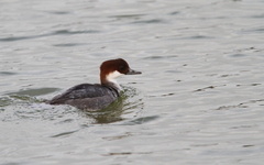 Smew photo 3