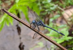 Hylaeothemis apicalis