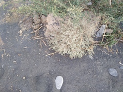 Ceratocarpus arenarius