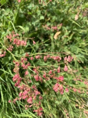 Rumex scutatus