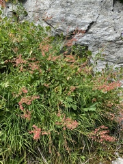 Rumex scutatus