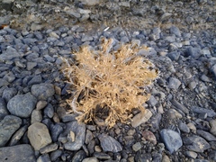 Ceratocarpus arenarius