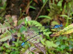 Caconeura ramburi