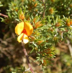 Pultenaea tenuifolia