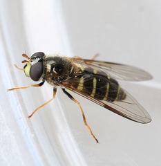 Dasysyrphus venustus