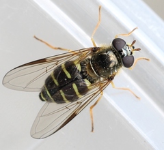 Dasysyrphus venustus