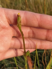 Scorzonera parviflora