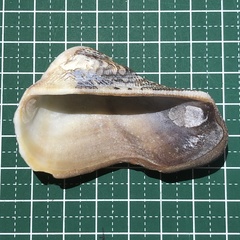 Lamarcka ventricosa